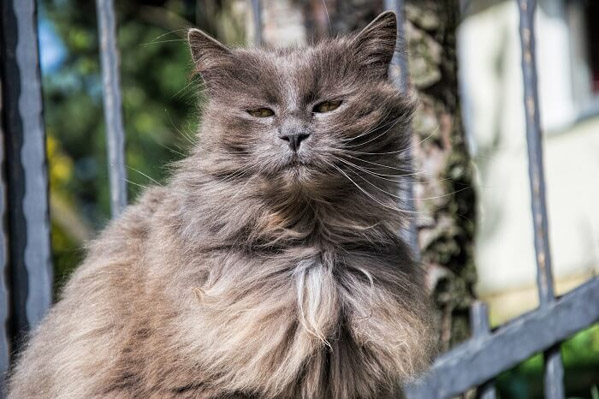 Mèo Tiffany (Chantilly-Tiffany) - Giống mèo nhà cực hiếm luôn được săn đón
