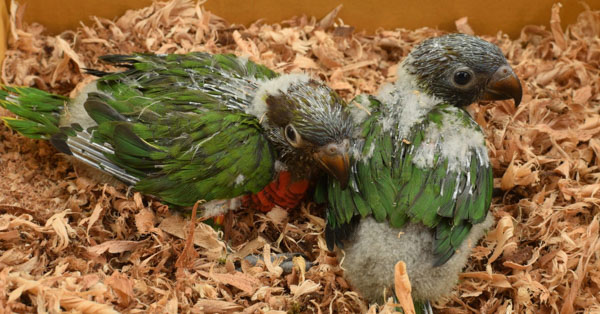 Hướng dẫn cách nuôi vẹt lovebird sinh sản