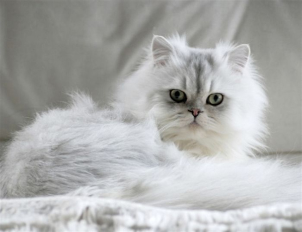 Mèo Ba Tư - Thông tin chi tiết về đặc điểm, giá bán