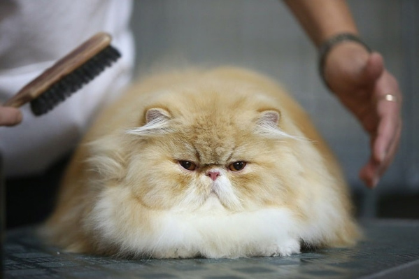 Mèo Ba Tư - Thông tin chi tiết về đặc điểm, giá bán