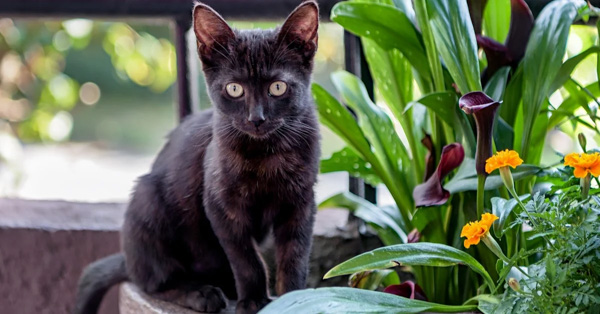Mèo Bombay giá bao nhiêu tiền? Nguồn gốc, đặc điểm ngoại hình và tính cách