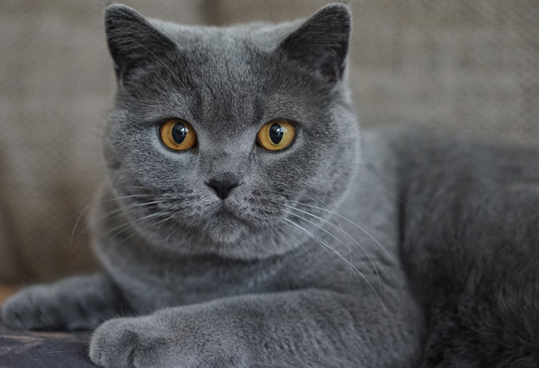 Mèo Chartreux Pháp - Nguồn gốc, đặc điểm và giá bán chi tiết