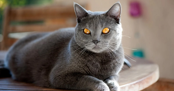 Mèo Chartreux Pháp - Nguồn gốc, đặc điểm và giá bán chi tiết