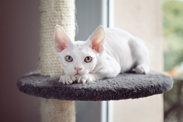 Mèo Devon Rex - Đặc điểm nhận diện và giá bán chi tiết