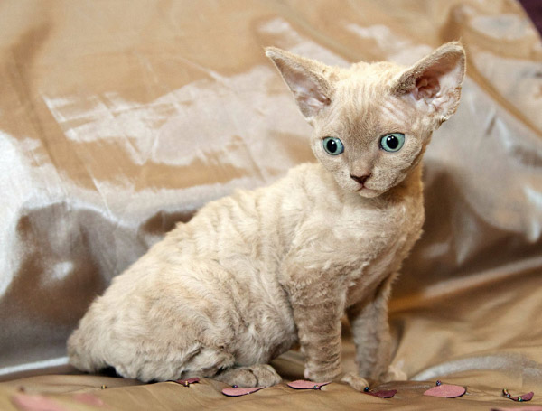 Mèo Devon Rex - Đặc điểm nhận diện và giá bán chi tiết