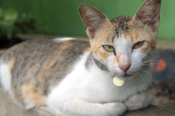 Mèo Javanese - Đặc điểm, giá bán và những giống mèo Java phổ biến