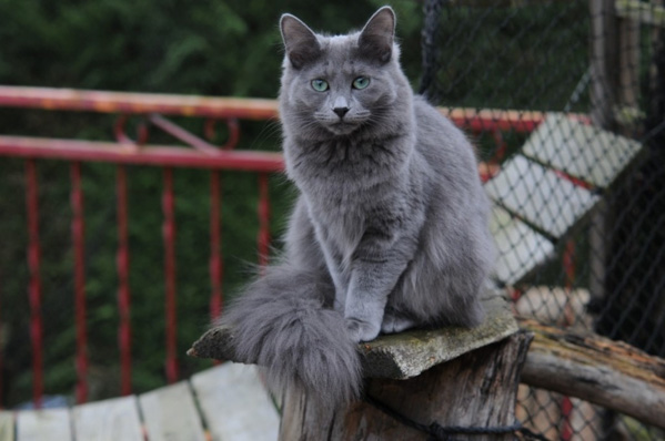 Mèo Nebelung - Nguồn gốc, đặc điểm và giá bán chi tiết