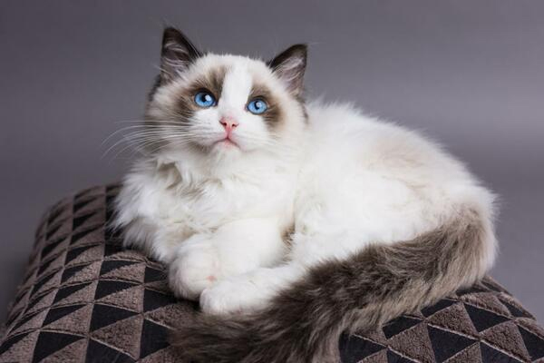 Mèo Ragdoll giá bao nhiêu? Thông tin thú vị về mèo Ragdoll mắt xanh