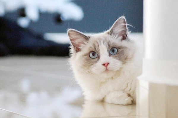 Mèo Ragdoll giá bao nhiêu? Thông tin thú vị về mèo Ragdoll mắt xanh