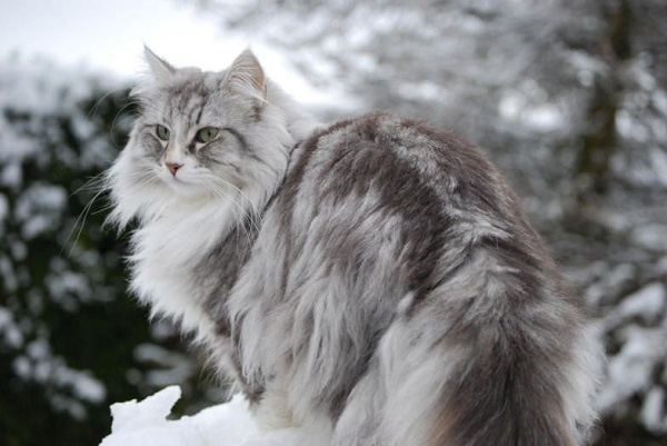 Mèo rừng Na Uy - Đặc điểm nhận diện, tính cách và giá bán