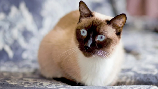 Mèo Xiêm giá bao nhiêu? Thông tin A - Z về Siamese Cat