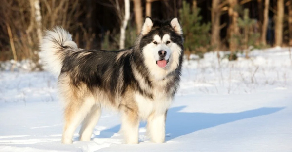 Chó Alaskan Malamute