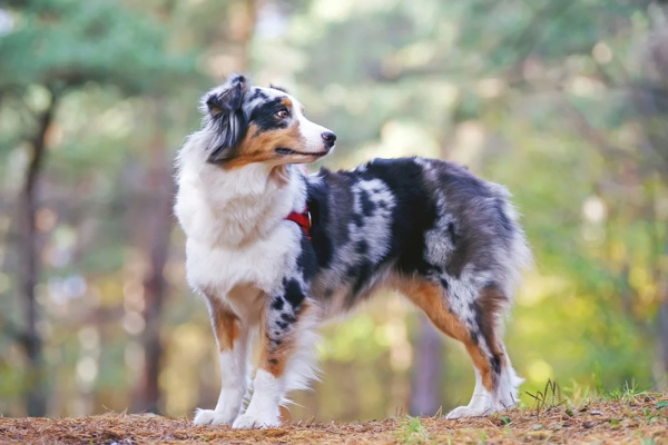 8 điểm khác nhau giữa chó Blue Heeler và chó Australian Shepherd
