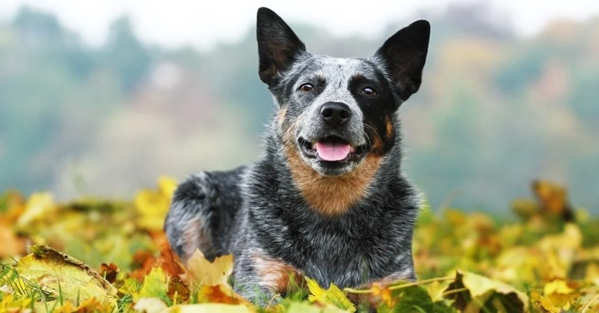 8 điểm khác nhau giữa chó Blue Heeler và chó Australian Shepherd