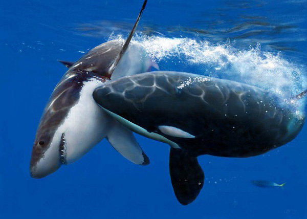 Cá voi sát thủ thường ăn những con mồi lớn