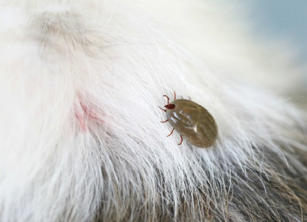 Ve rận, bọ chó gây nhiều tác hại cho sức khỏe cún cưng