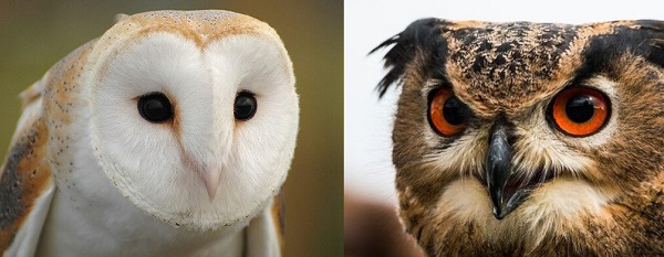 Ngoại hình của hai loài chim này có nhiều khác biệt