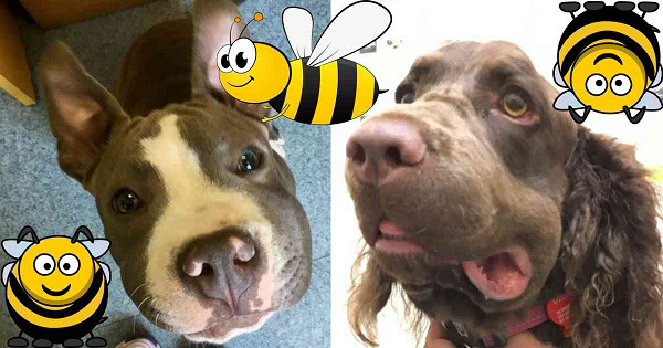 Chó bị ong chích trải qua 4 mức độ nguy hiểm