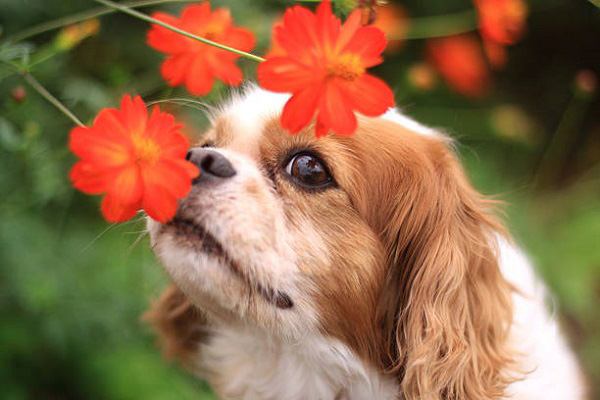 Không nên dắt chó tới gần bụi hoa
