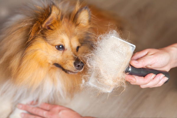 Cách chải lông cho chó đúng chuẩn