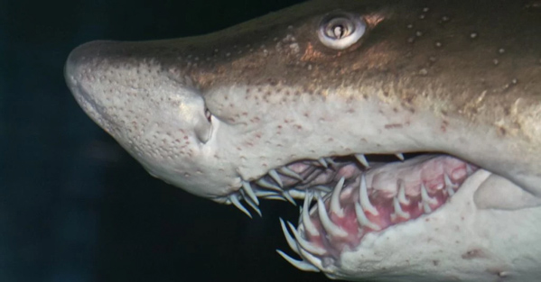 Cá mập hổ cát