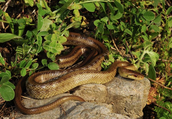 Rắn Aesculapian - Một trong những loài rắn dài nhất châu Âu