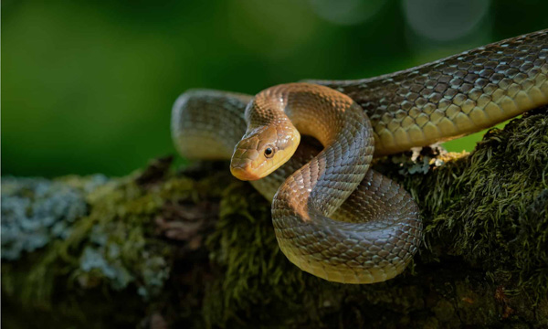 Rắn Aesculapian - Một trong những loài rắn dài nhất châu Âu