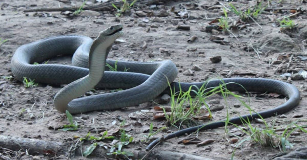 Rắn black mamba - Loài rắn độc dài nhất châu Phi