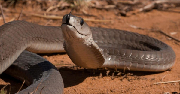 Rắn black mamba - Loài rắn độc dài nhất châu Phi
