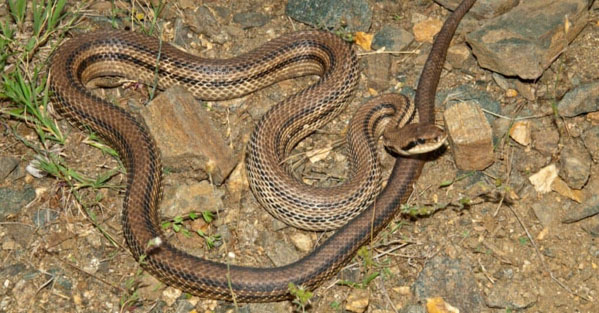 Rắn chuột - Loài rắn thuộc họ rắn lục Colubridae
