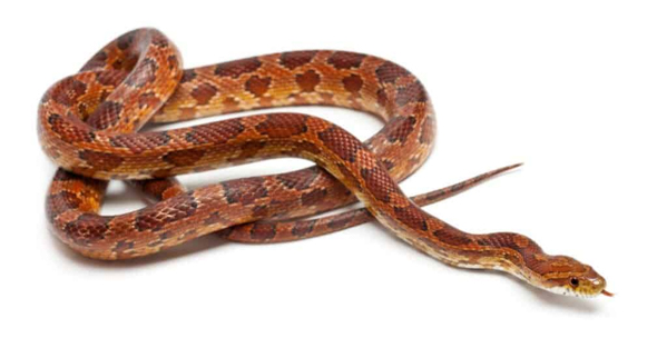 Rắn chuột - Loài rắn thuộc họ rắn lục Colubridae