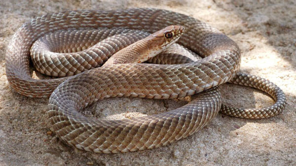 Rắn Coachwhip - Loài rắn bản địa lớn nhất Đông Mỹ
