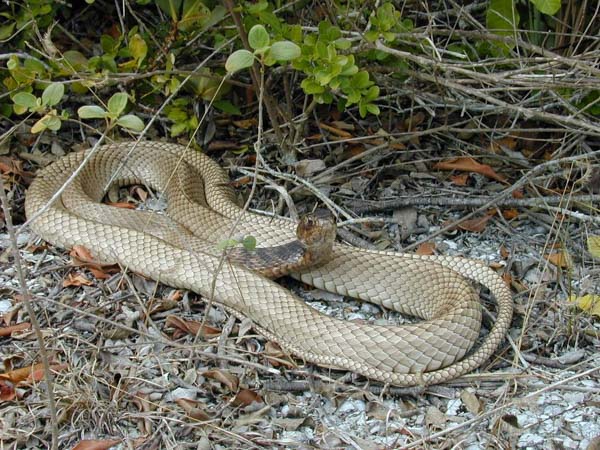 Rắn Coachwhip - Loài rắn bản địa lớn nhất Đông Mỹ
