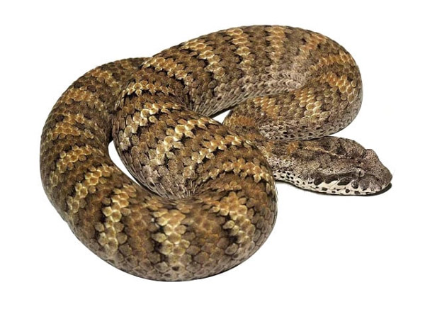 Rắn Death Adder - Loài rắn độc đáng sợ nhất thế giới