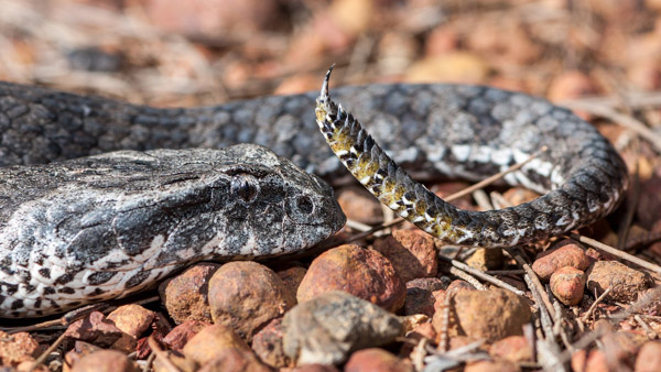 Rắn Death Adder - Loài rắn độc đáng sợ nhất thế giới