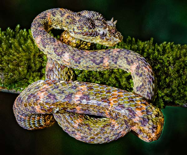 Rắn Fer-de-lance - Loài rắn nguy hiểm nhất châu Mỹ