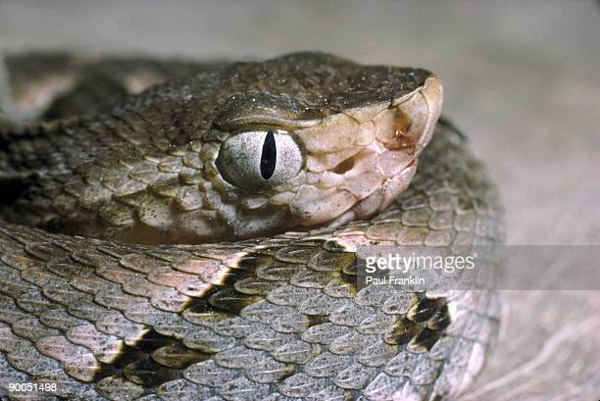 Rắn Fer-de-lance - Loài rắn nguy hiểm nhất châu Mỹ
