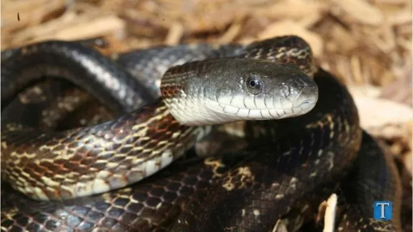 Rắn gà (Chicken Snake) - Loài rắn dài nhất châu Mỹ