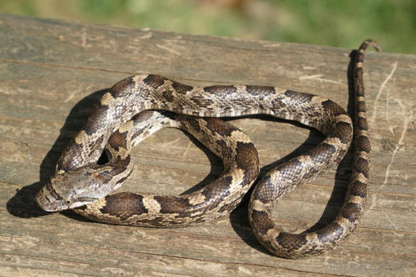 Rắn gà (Chicken Snake) - Loài rắn dài nhất châu Mỹ