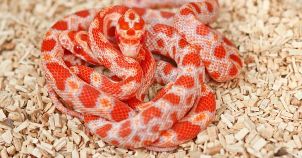 Rắn ngô (Corn Snake) - Loài rắn cảnh được nhiều người yêu thích