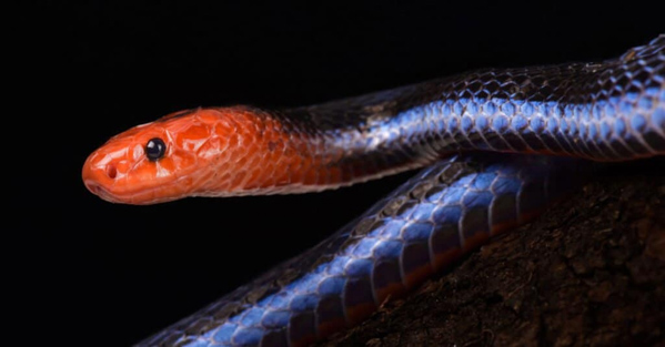 Rắn san hô (Coral Snake) là rắn gì? Sống ở đâu? Có độc không?