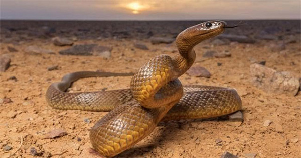 Rắn Taipan nội địa - Loài rắn sở hữu nọc độc khủng khiếp