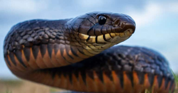 Rắn chàm - Loài rắn biểu tượng của miền Nam nước Mỹ