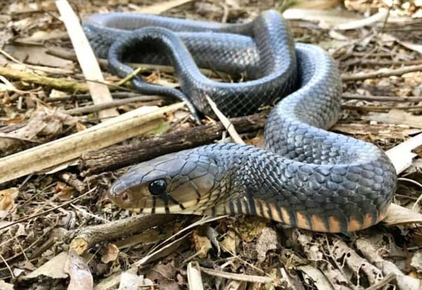 Rắn chàm - Loài rắn biểu tượng của miền Nam nước Mỹ