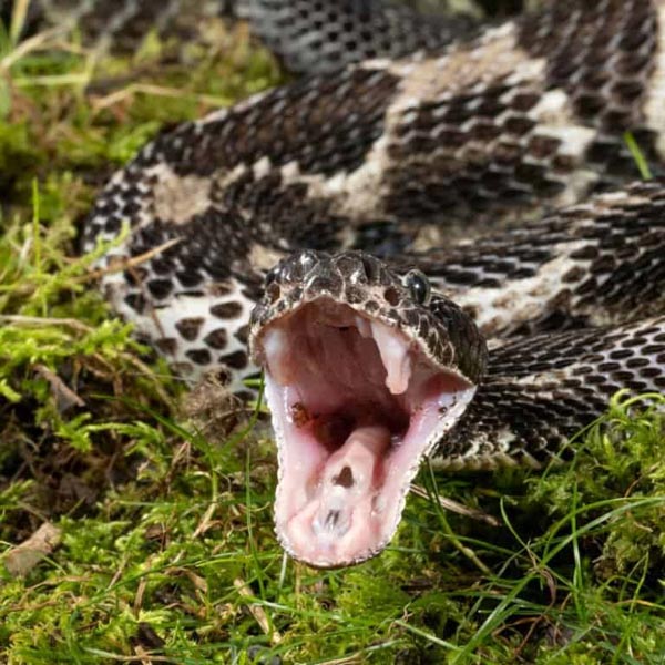 Rắn chuông Timber - Loài rắn độc nổi tiếng của miền Đông Hoa Kỳ