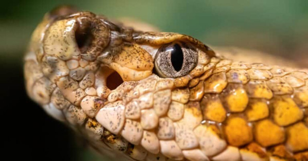 Rắn chuông Timber - Loài rắn độc nổi tiếng của miền Đông Hoa Kỳ