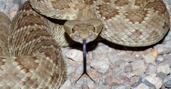 Rắn đuôi chuông Mojave - Loài rắn chuông độc nhất thế giới