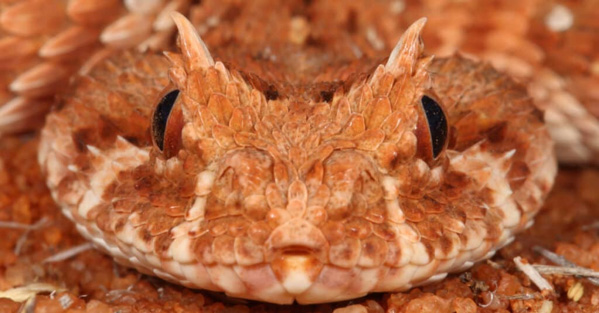 Rắn lục sừng- Loài rắn với khuôn mặt “ác quỷ”