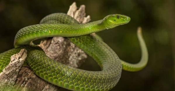 Rắn Mamba - Loài rắn có nọc độc nguy hiểm nhất châu Phi