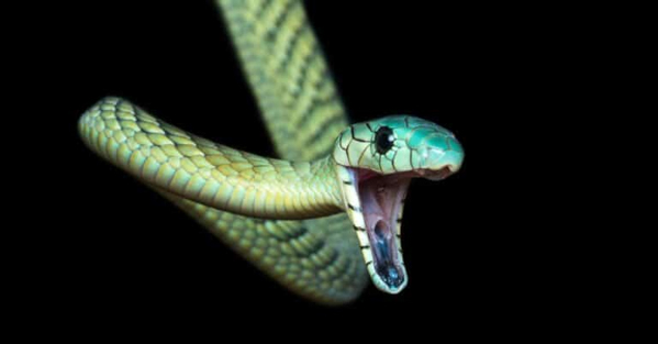 Rắn Mamba xanh - Loài rắn tốc độ, di chuyển tới 7 dặm một giờ
